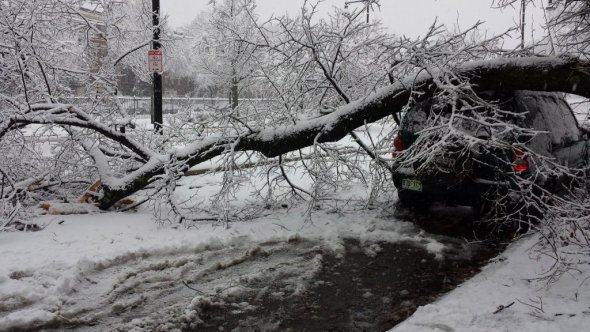 Trim dead tree limbs