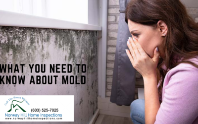 What You Need To Know About Mold
