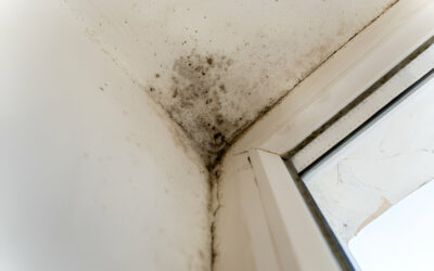 How Do Inspectors Test for Mold in a Home or Building